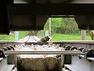 Katzen halten sich sehr gerne bei Standseilbahnen auf