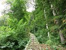 Wartensteinbahn Standseilbahn Bad Ragaz Wartenstein - im Urwald von Wartenstein