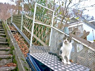 In Brugg gibt es eine Standseilbahn für Katzen - a funicular for cats in Switzerland