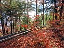 Im Wald bei den Beatushöhlen fährt eine Material - Standseilbahn - Schrägaufzug Restaurant Beatushöhlen - Foto Markus Seitz Archiv standseilbahnen.ch